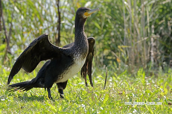 Kormoran - Copyright Stefan Pfützke