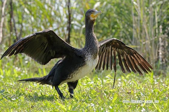 Kormoran - Copyright Stefan Pfützke