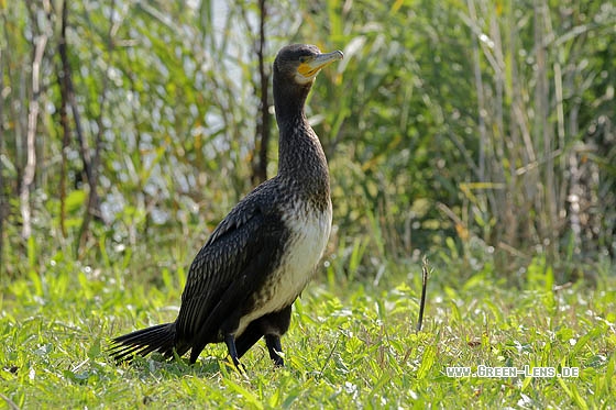 Kormoran - Copyright Stefan Pfützke