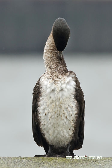 Kormoran - Copyright Stefan Pfützke