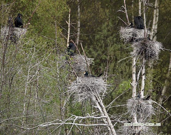 Kormoran - Copyright Stefan Pfützke