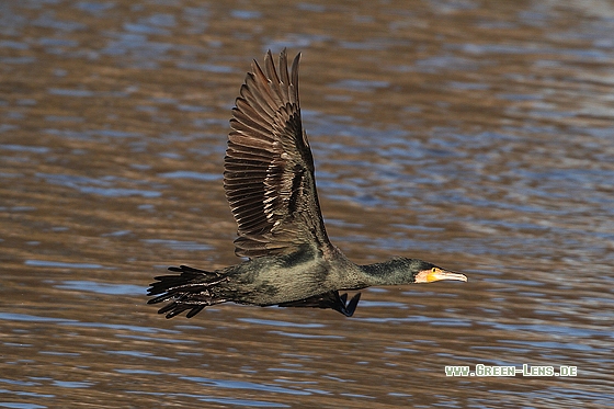 Kormoran - Copyright Stefan Pfützke