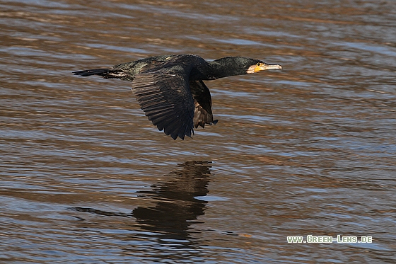 Kormoran - Copyright Stefan Pfützke