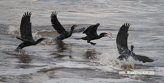 Kormoran - Copyright Stefan Pfützke