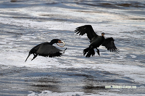 Kormoran - Copyright Stefan Pfützke