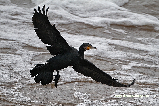 Kormoran - Copyright Stefan Pfützke