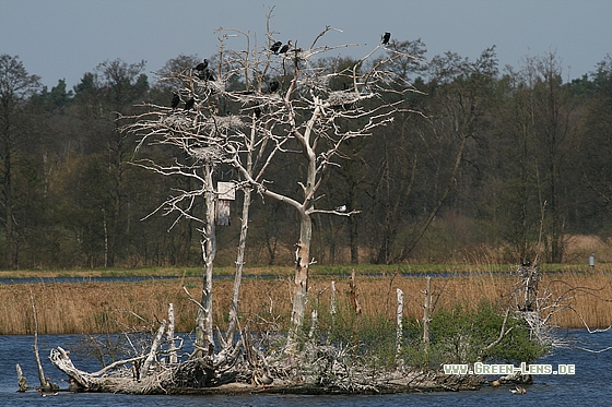 Kormoran - Copyright Stefan Pfützke