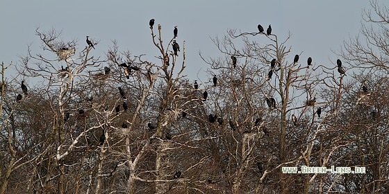 Kormoran - Copyright Stefan Pfützke