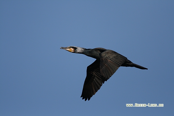 Kormoran - Copyright Stefan Pfützke