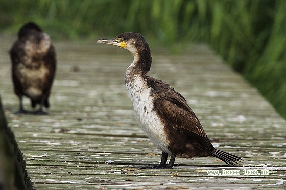 Kormoran - Copyright Stefan Pfützke