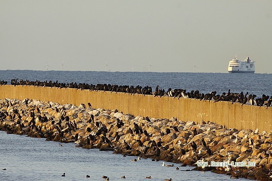 Kormoran - Copyright Stefan Pfützke