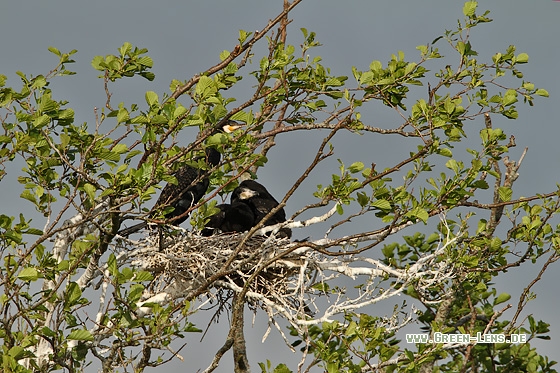 Kormoran - Copyright Stefan Pfützke