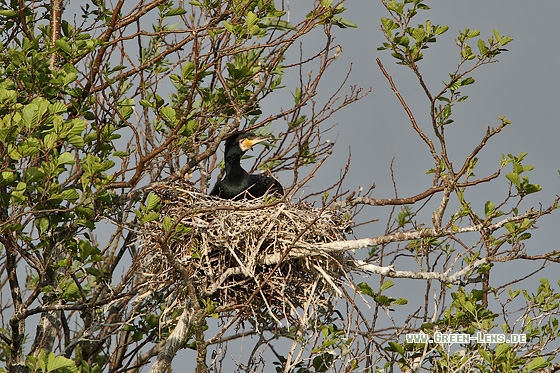 Kormoran - Copyright Stefan Pfützke