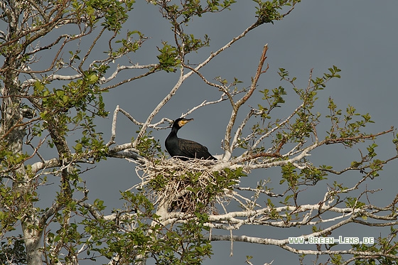 Kormoran - Copyright Stefan Pfützke