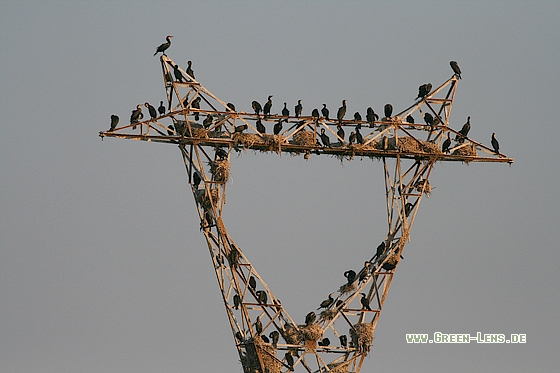 Kormoran - Copyright Stefan Pfützke