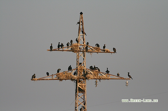 Kormoran - Copyright Stefan Pfützke