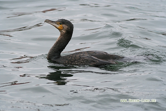 Kormoran - Copyright Stefan Pfützke