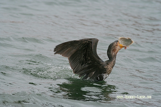 Kormoran - Copyright Stefan Pfützke