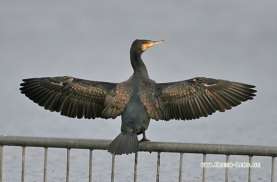 Kormoran - Copyright Stefan Pfützke