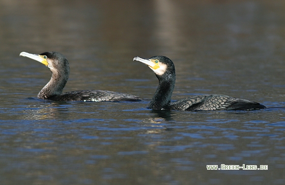 Kormoran - Copyright Stefan Pfützke