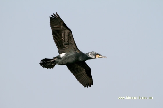 Kormoran - Copyright Stefan Pfützke