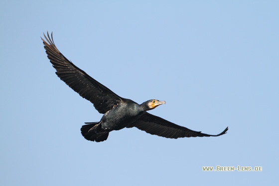 Kormoran - Copyright Stefan Pfützke