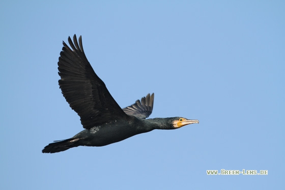 Kormoran - Copyright Stefan Pfützke