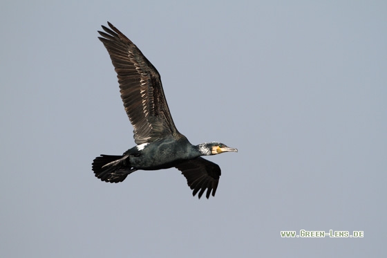 Kormoran - Copyright Stefan Pfützke