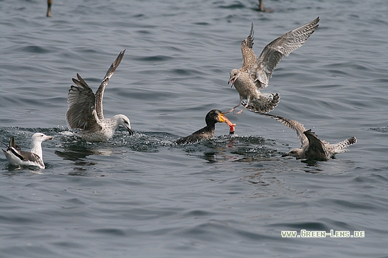 Kormoran - Copyright Stefan Pfützke