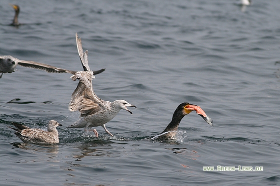 Kormoran - Copyright Stefan Pfützke