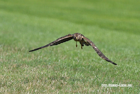 Kornweihe - Copyright Stefan Pfützke