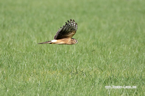 Kornweihe - Copyright Stefan Pfützke