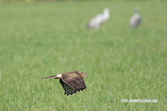 Kornweihe - Copyright Stefan Pfützke