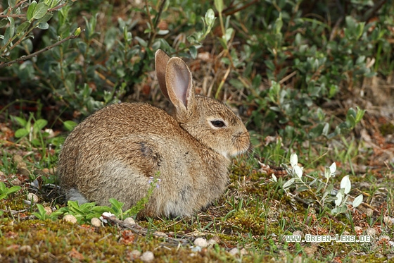 Europäisches Wildkaninchen - Copyright Stefan Pfützke