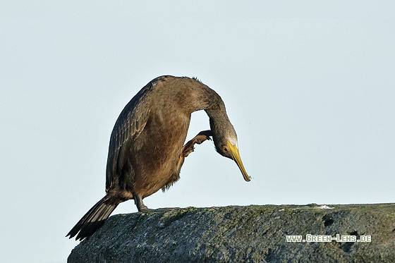 Krähenscharbe - Copyright Stefan Pfützke