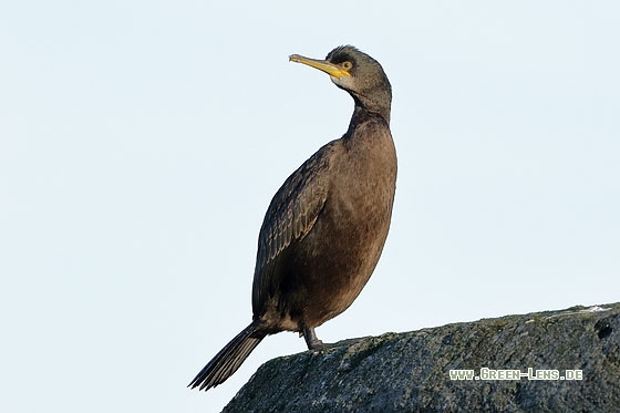 Krähenscharbe - Copyright Stefan Pfützke