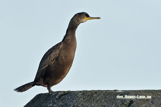 Krähenscharbe - Copyright Stefan Pfützke