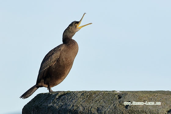 Krähenscharbe - Copyright Stefan Pfützke