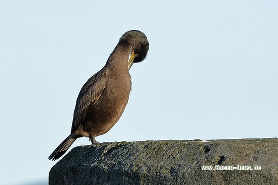 Krähenscharbe - Copyright Stefan Pfützke