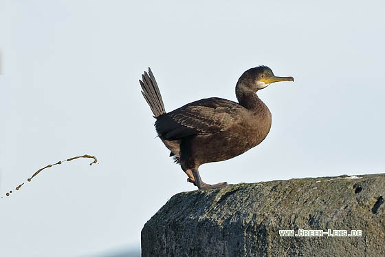 Krähenscharbe - Copyright Stefan Pfützke