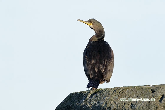 Krähenscharbe - Copyright Stefan Pfützke