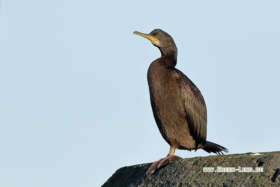 Krähenscharbe - Copyright Stefan Pfützke