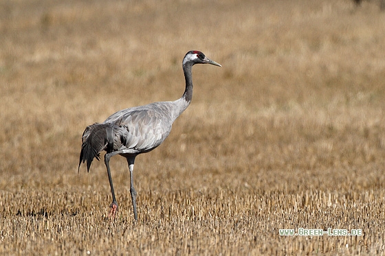 Kranich - Copyright Stefan Pfützke