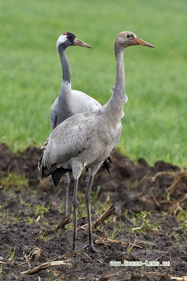 Kranich - Copyright Stefan Pfützke