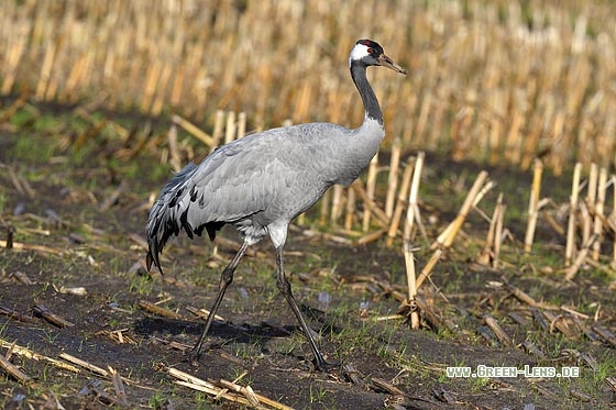 Kranich - Copyright Stefan Pfützke