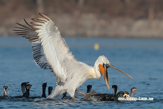 Krauskopfpelikan - Copyright Stefan Pfützke