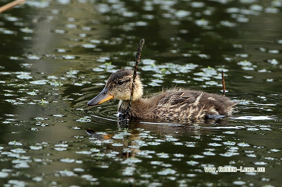 Krickente - Copyright Stefan Pfützke