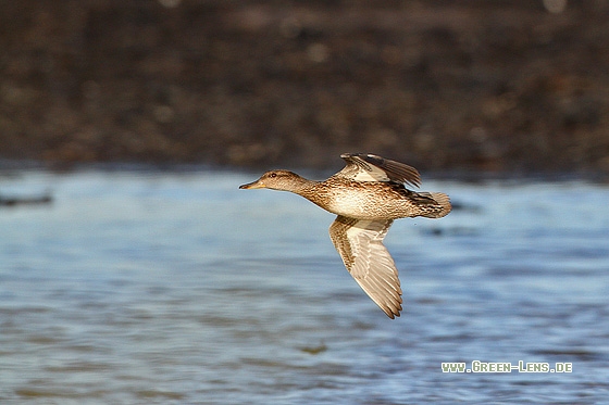 Krickente - Copyright Stefan Pfützke