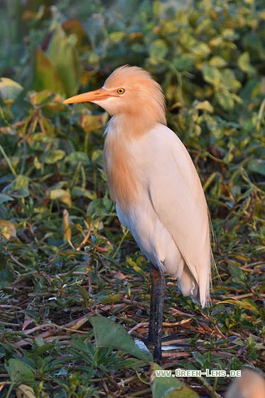 Kuhreiher - Copyright Stefan Pfützke