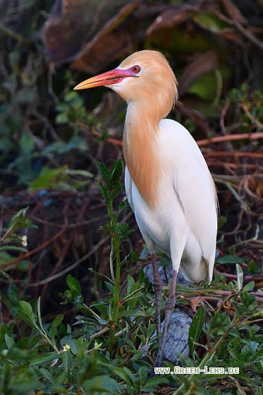 Kuhreiher - Copyright Stefan Pfützke